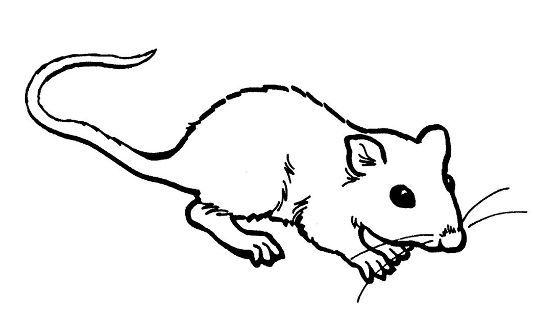 Curious rat coloring book